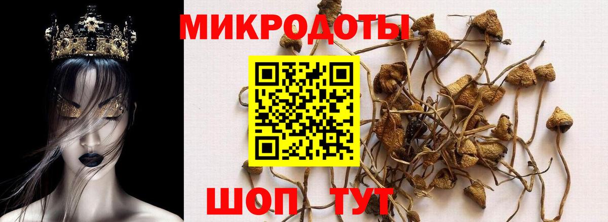 Донецк  Псилоцибиновые грибы Cubensis  Вход с VPN 